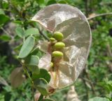 Colutea buhsei