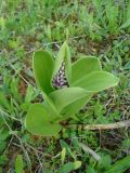 Orchis militaris