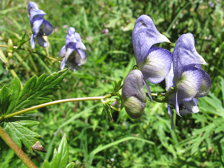 Изображение особи Aconitum nasutum.