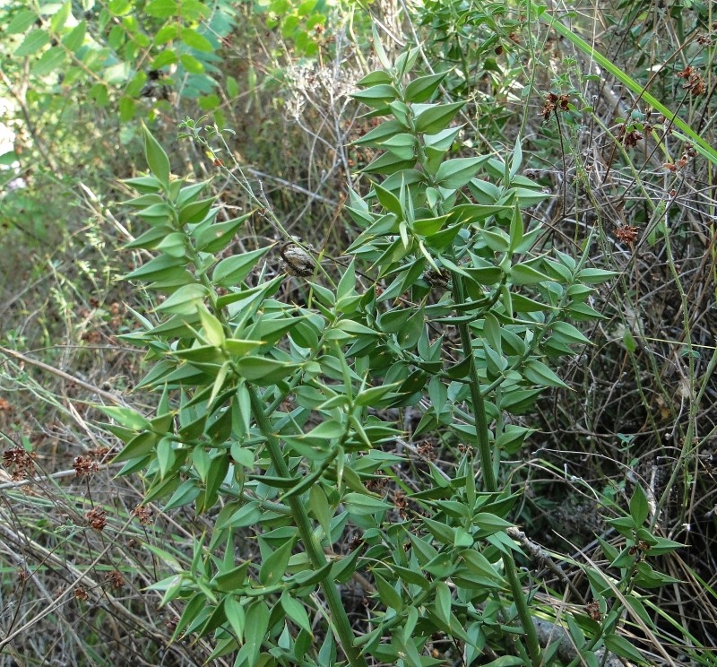 Изображение особи Ruscus aculeatus.