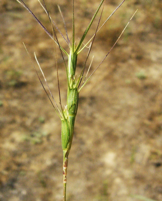 Image of Aegilops triuncialis specimen.