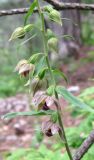 Epipactis helleborine. Часть соцветия. Крым, окр. Ялты, ущелье Уч-Кош, сосновый лес. 5 июля 2011 г.