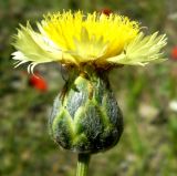 Amberboa bucharica