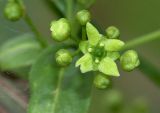 Euonymus europaeus. Цветок и бутоны. Московская обл., Раменский р-н, окр. дер. Хрипань, дачный участок. 21.05.2005.