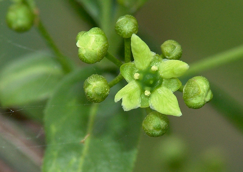 Image of Euonymus europaeus specimen.