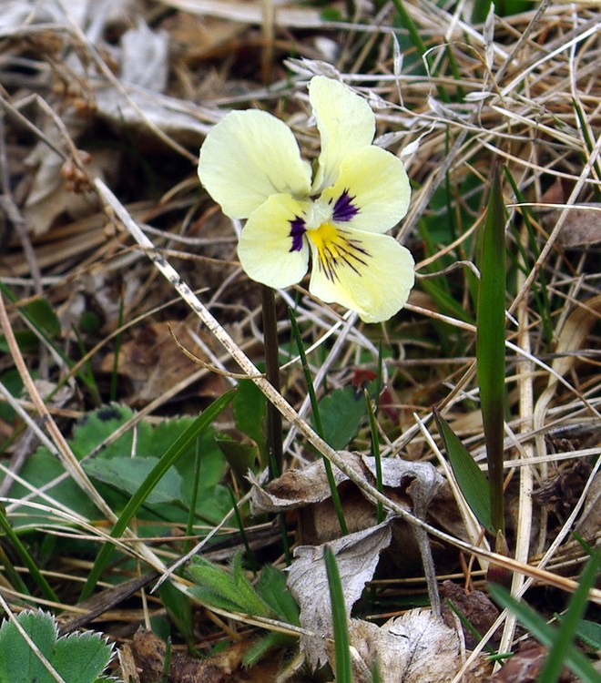 Image of Viola altaica specimen.