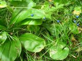 Clintonia udensis