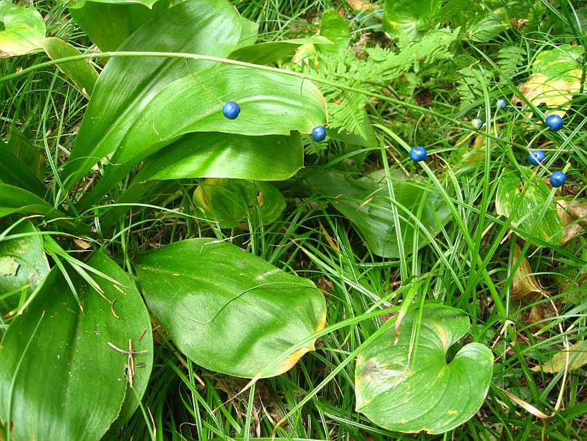 Image of Clintonia udensis specimen.