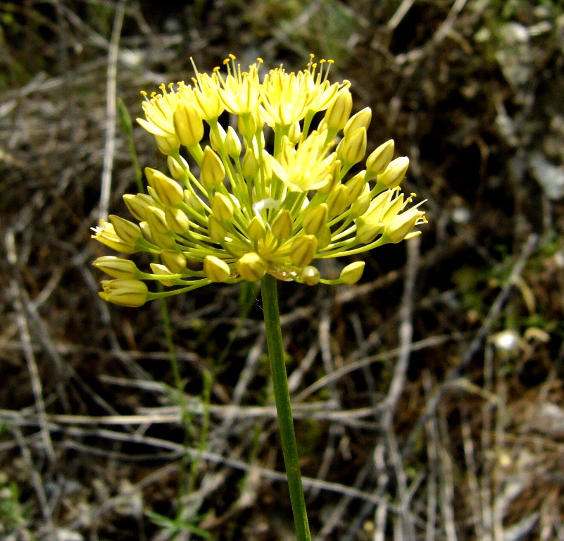 Image of Allium scabriscapum specimen.