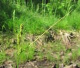 Carex canescens