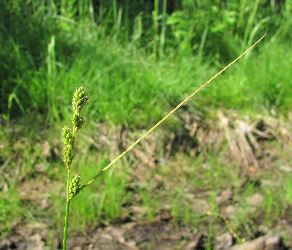 Изображение особи Carex canescens.