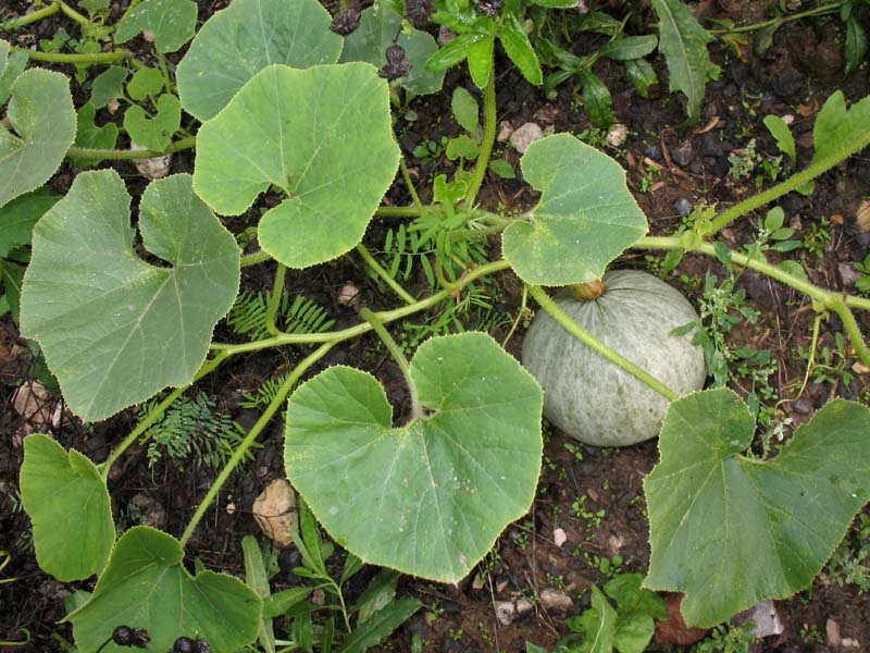 Image of Cucurbita maxima specimen.