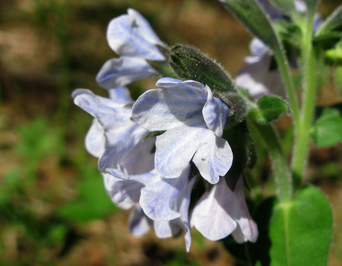 Image of Pulmonaria mollis specimen.