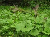 Petasites hybridus. Заросли растений с вытянувшимися после цветения цветоносами. Украина, Закарпатская обл., Раховский р-н, на берегу ручья в буковом лесу, 350 м н.у.м. 3 мая 2008 г.