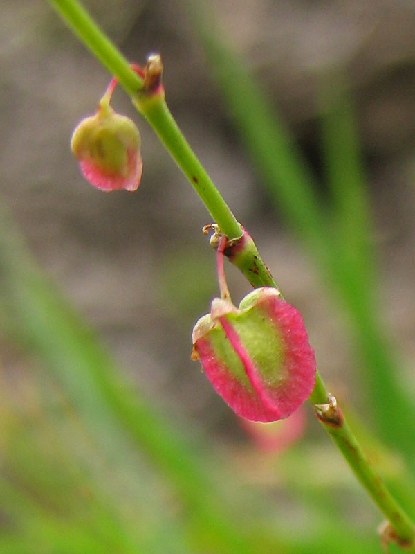 Изображение особи Rumex scutatus.