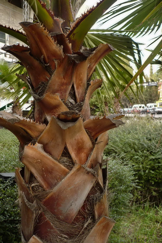 Image of Washingtonia filifera specimen.