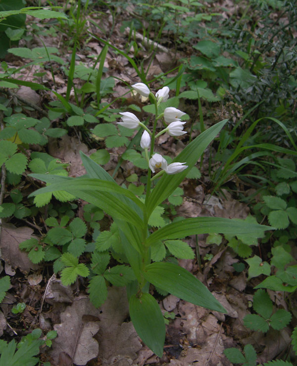 Image of Cephalanthera longifolia specimen.