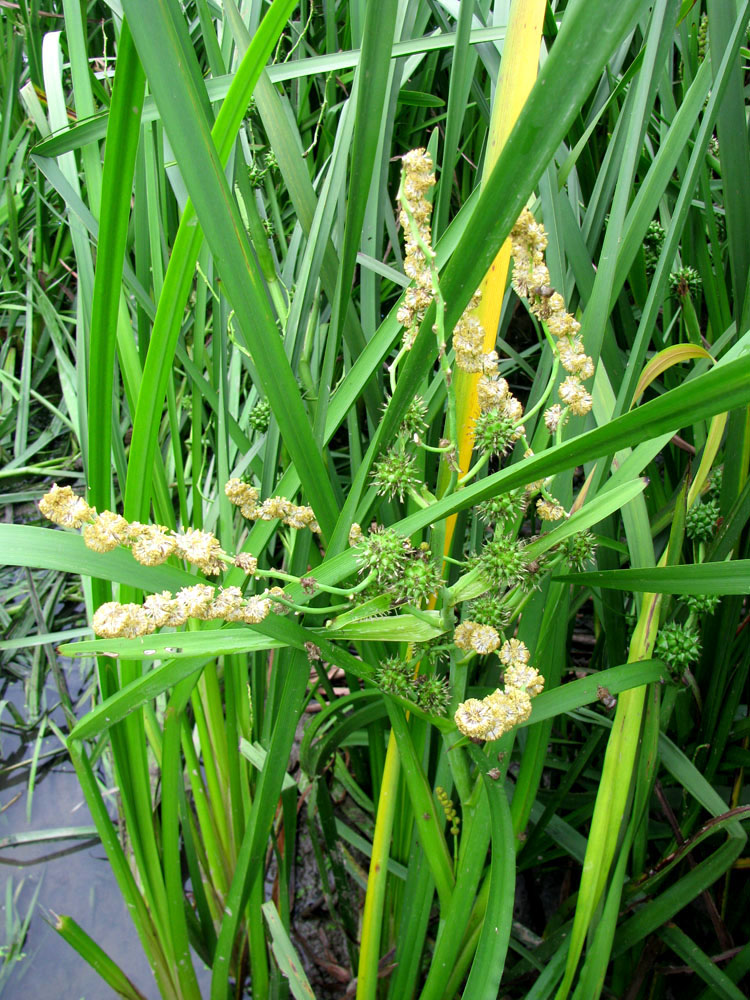 Image of Sparganium erectum specimen.