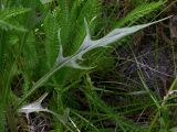 Crepis ramosissima. Листья (длиной около 12 см) в нижней части стебля. Киев, сенокосный луг возле Святошинского озера. 30 мая 2008 г.