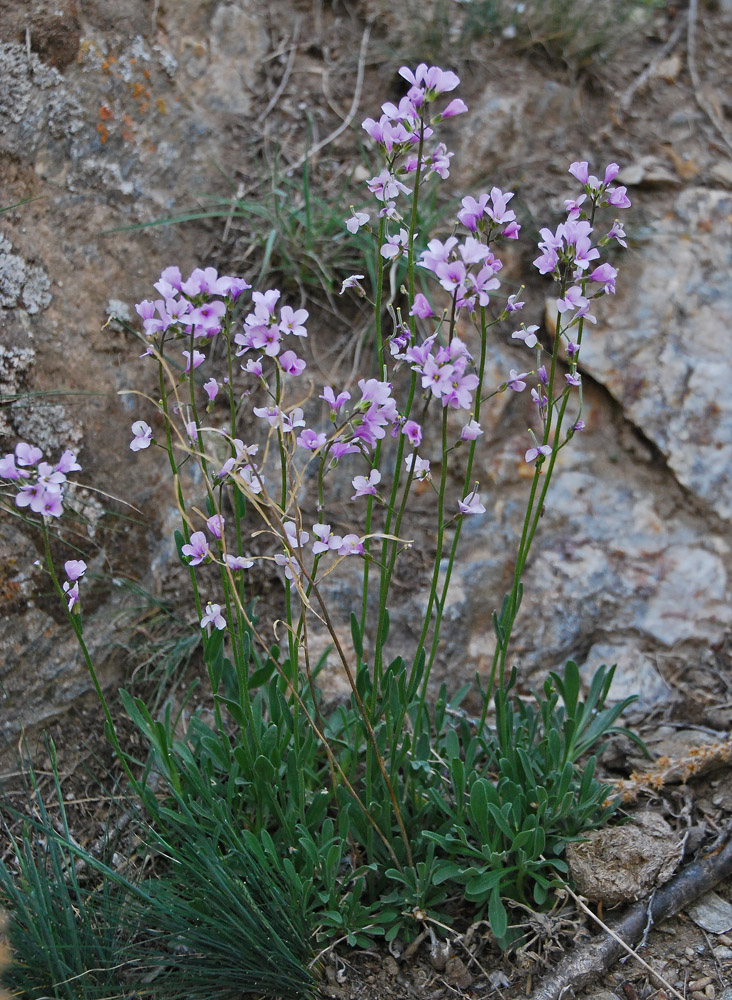 Изображение особи Dendroarabis fruticulosa.