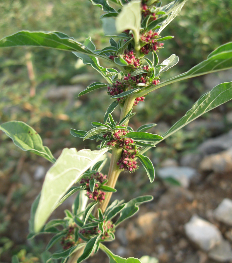 Image of Amaranthus graecizans specimen.