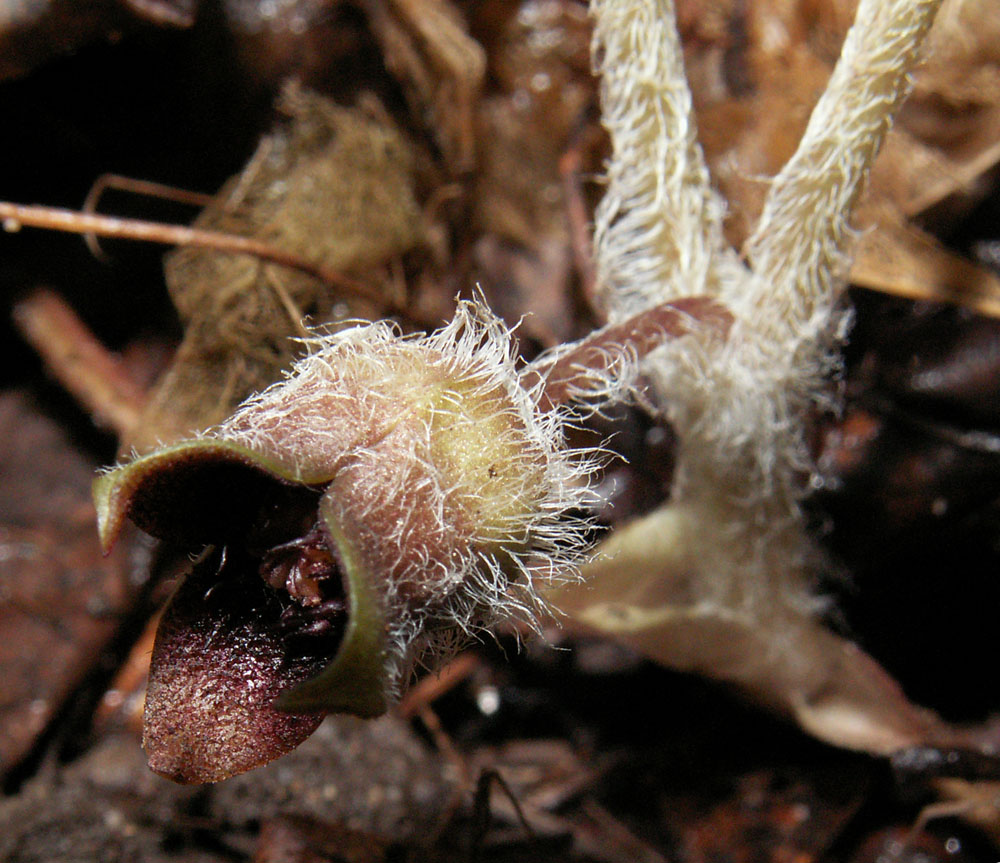 Изображение особи Asarum europaeum.