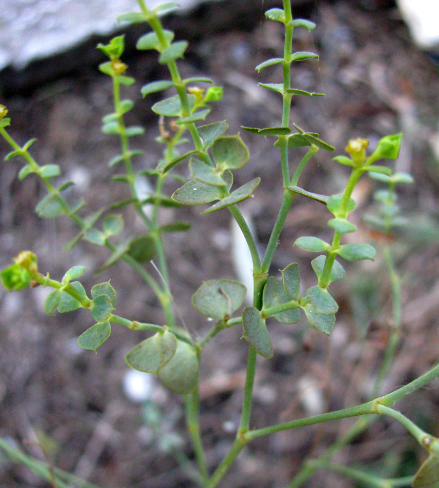 Изображение особи Euphorbia seguieriana.