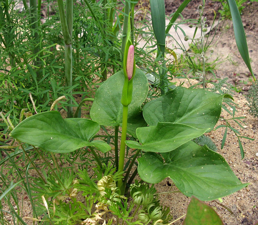 Изображение особи Arum korolkowii.