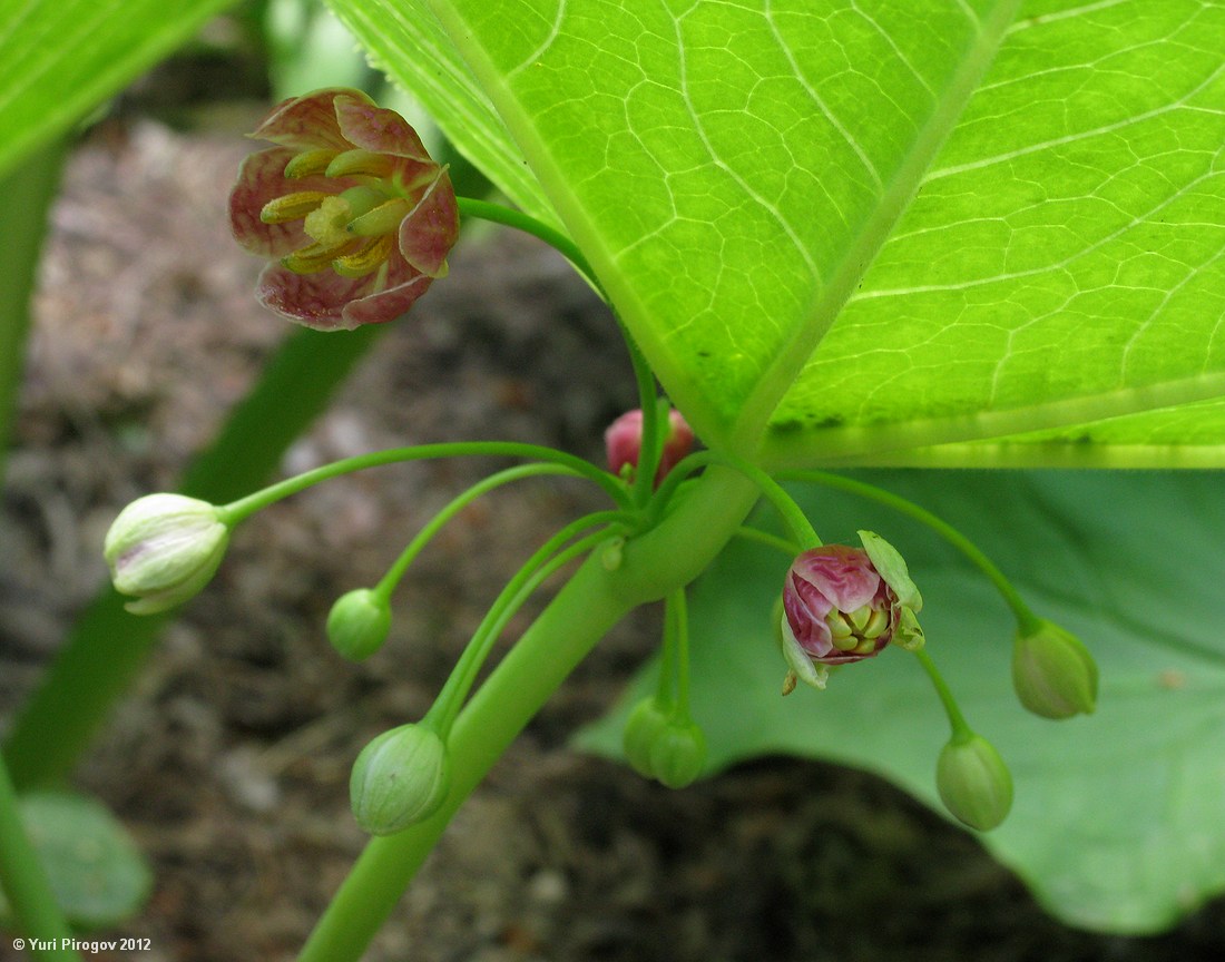 Изображение особи род Podophyllum.