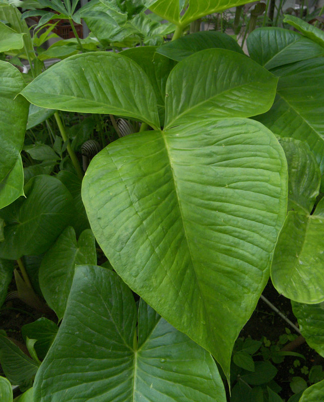 Изображение особи Arisaema fargesii.