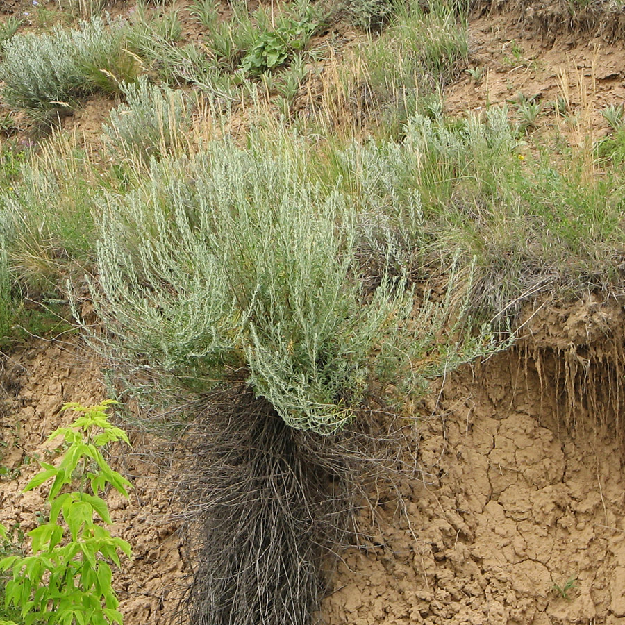 Image of Krascheninnikovia ceratoides specimen.