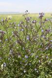 Anchusa azurea