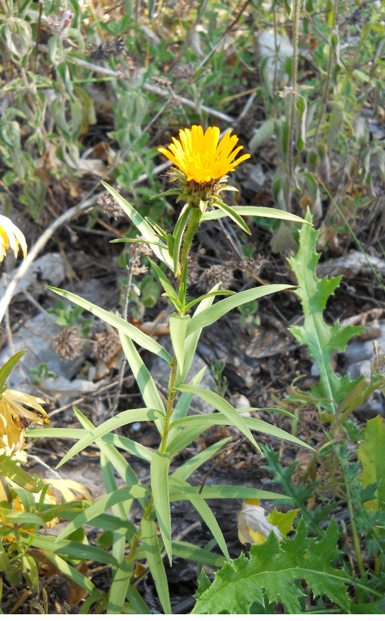 Изображение особи Inula ensifolia.