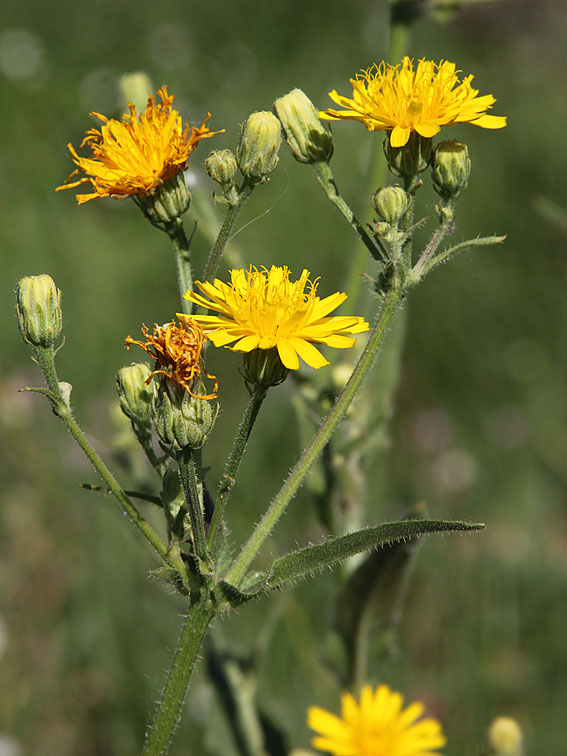 Image of Picris hieracioides specimen.