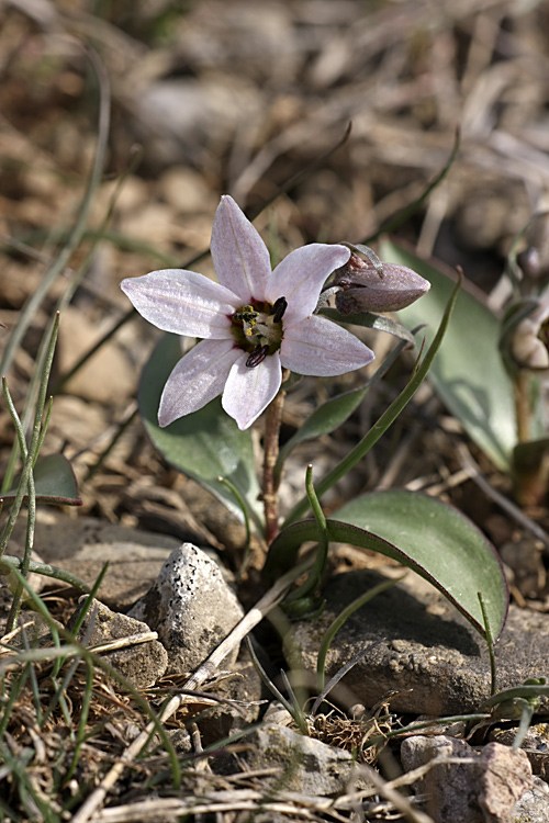 Изображение особи Rhinopetalum stenantherum.