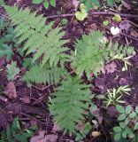 Athyrium filix-femina