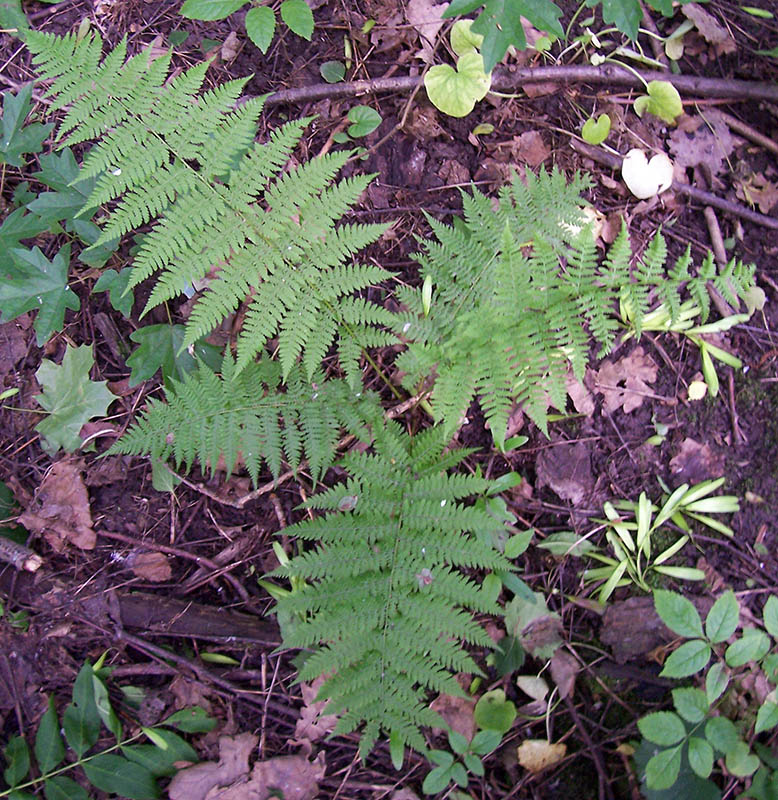 Изображение особи Athyrium filix-femina.