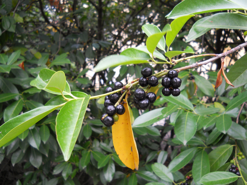 Image of Lauro-cerasus officinalis specimen.