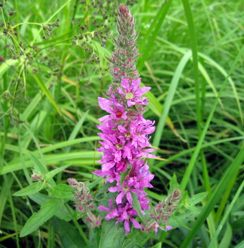 Изображение особи Lythrum salicaria.