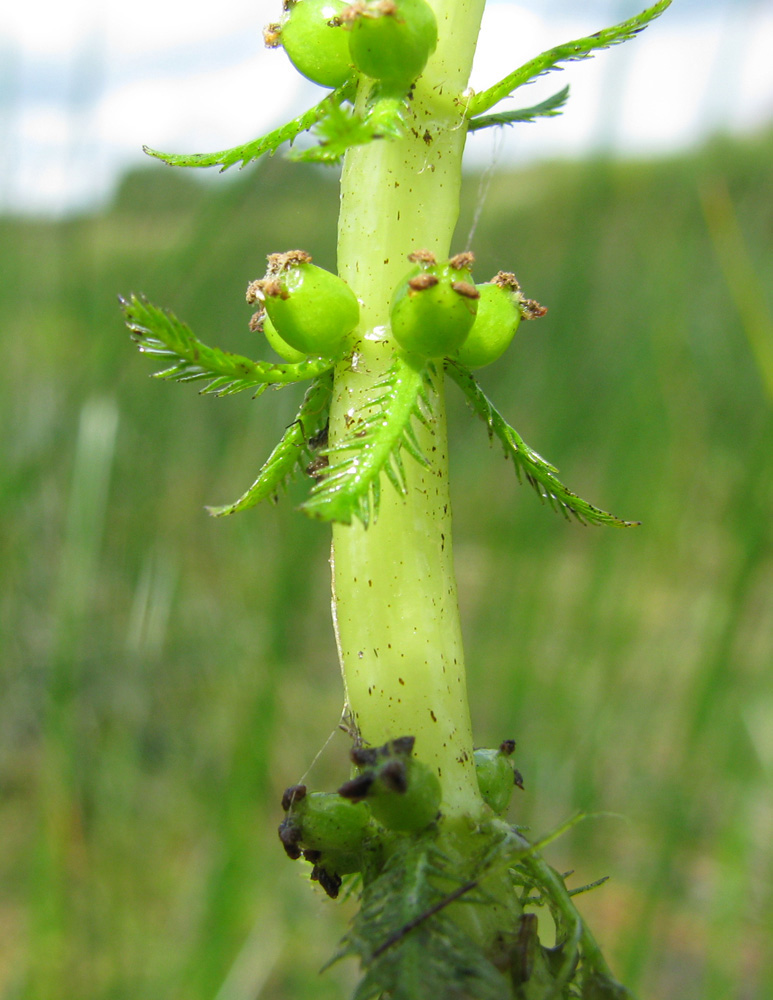 Изображение особи Myriophyllum verticillatum.