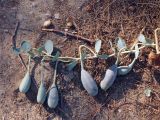 Capparis aegyptia. Побег с созревающими плодами. Израиль, северная оконечность долины Арава. 09.07.2012.