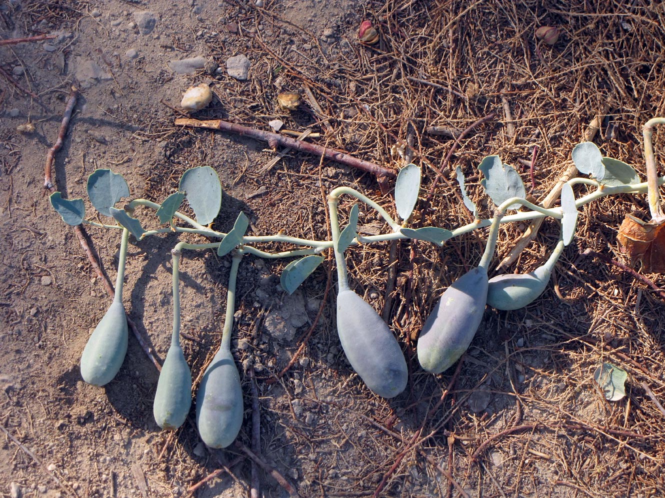 Image of Capparis aegyptia specimen.