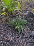 Sisymbrium lipskyi. Цветущее растение на песчаном берегу горной реки. Кабардино-Балкария, Зольский р-н, долина Джилы-Су. 27.07.2012.