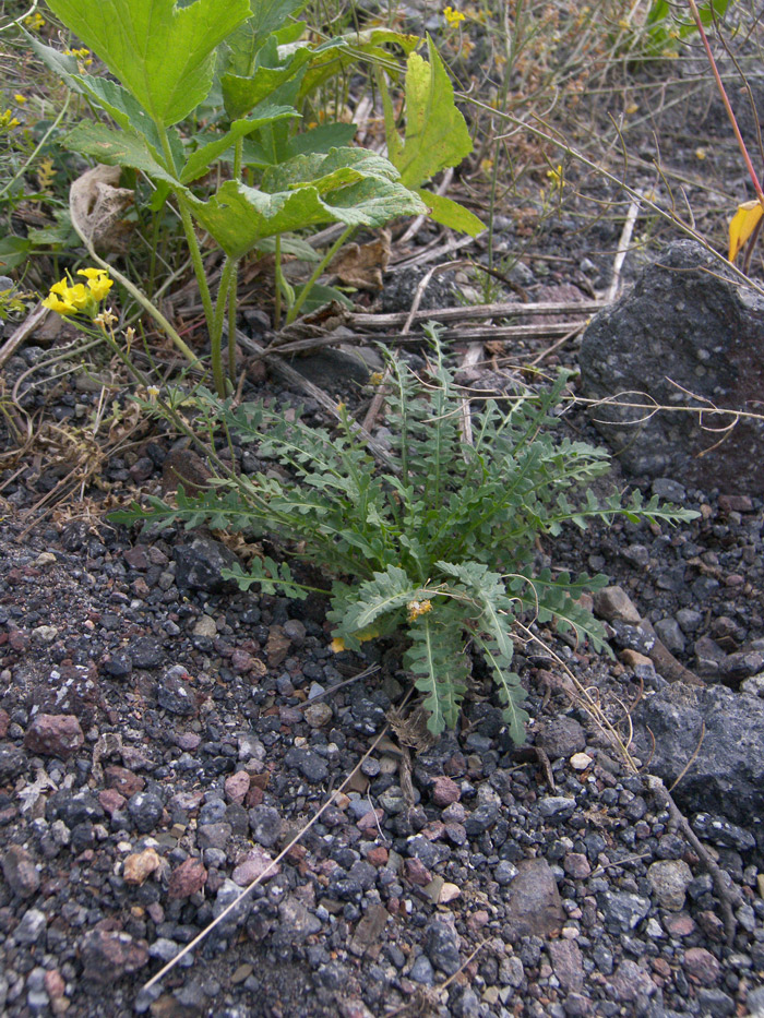 Image of Sisymbrium lipskyi specimen.