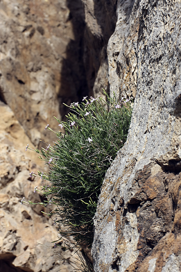 Image of Silene guntensis specimen.