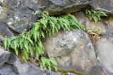 Polypodium vulgare