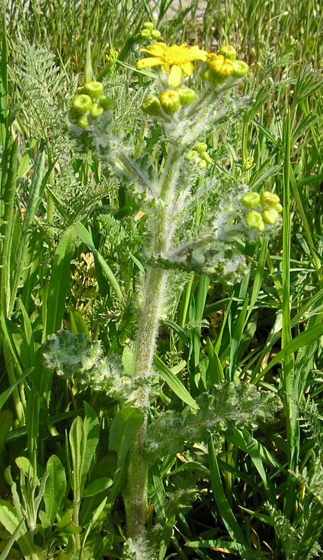 Image of Senecio vernalis specimen.