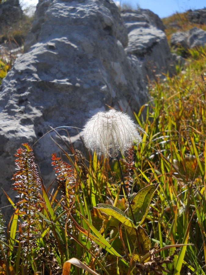 Image of Clematis integrifolia specimen.