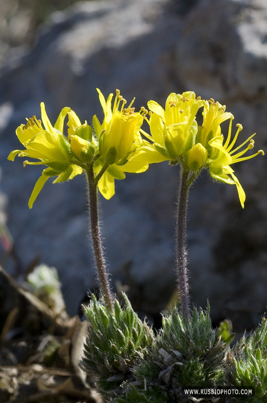 Image of Draba cuspidata specimen.