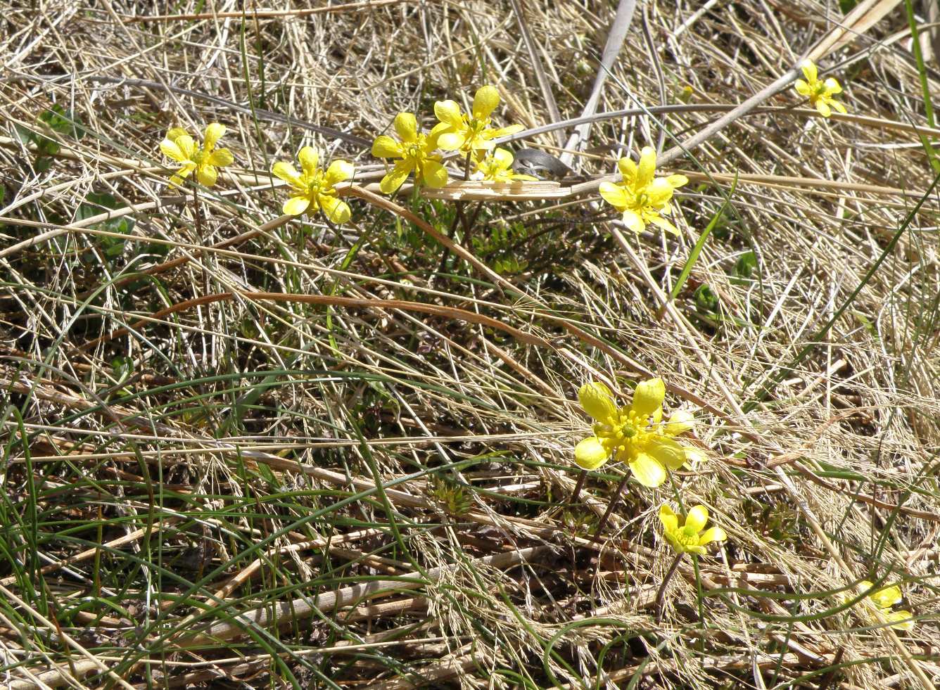 Image of Ranunculus gracilipes specimen.